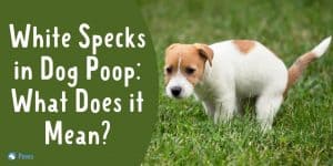 White Specks in Dog Poop - What Does it Mean