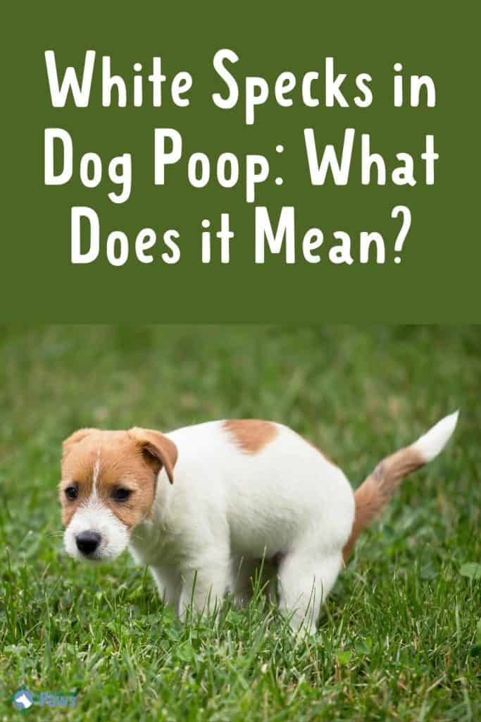 White Specks in Dog Poop What Does it Mean Pinterest Pin