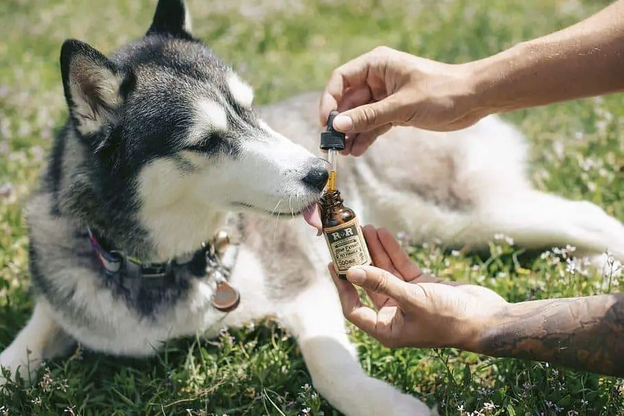 How Do Essential Oils Affect Dogs?  