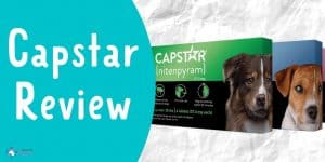 Capstar Oral Flea Treatment for Dogs Review