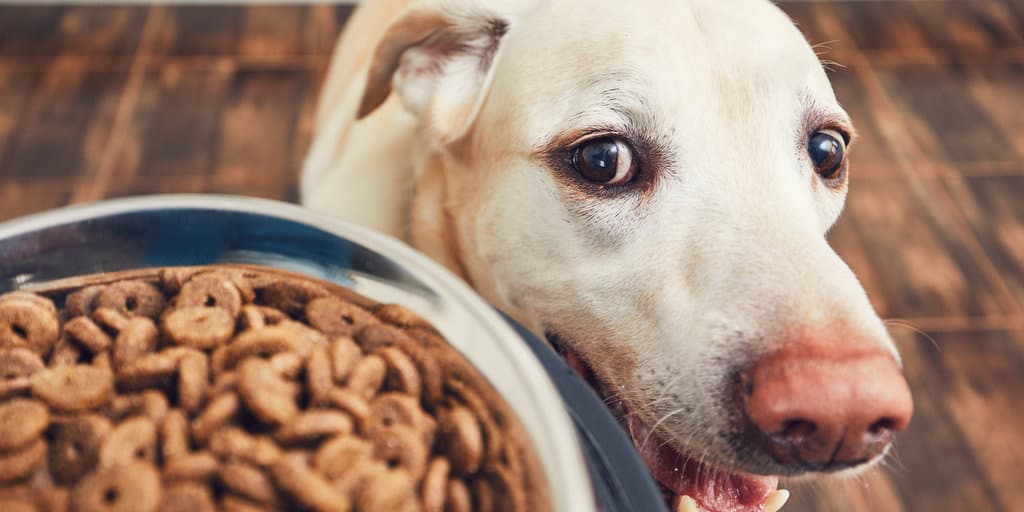 Dry dog food pros and cons