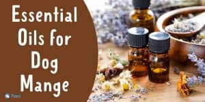 Effective Essential Oils for Dog Mange