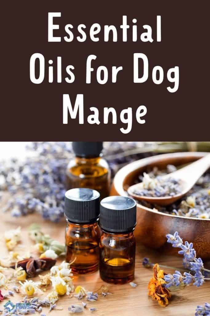 Effective Essential Oils for Dog Mange - Pinterest Pin