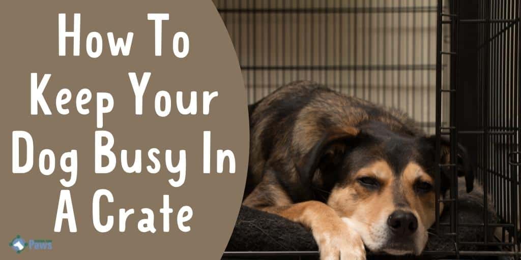How To Keep Your Dog Busy In A Crate