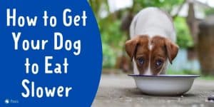 How to Get Your Dog to Eat Dog Food Slower