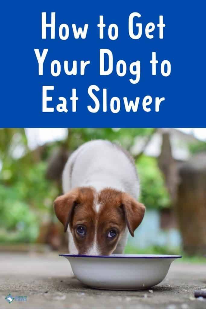 How to Get Your Dog to Eat Dog Food Slower - Pinterest Pin
