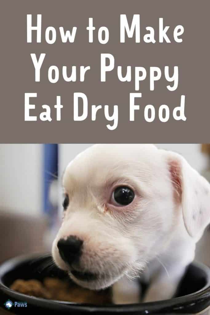 How to Make Your Puppy Eat Dry Food - Pinterest