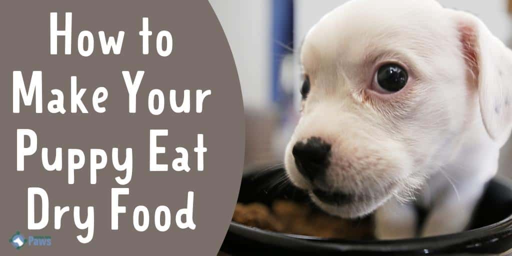How to Make Your Puppy Eat Dry Food