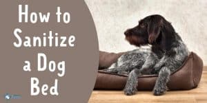 How to Sanitize Dog Bed at Home