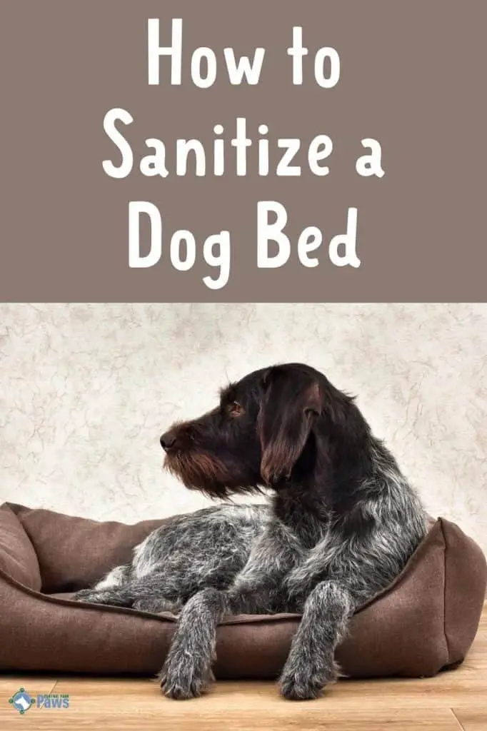 How to Sanitize a Dog Bed at Home - Pinterest Pin