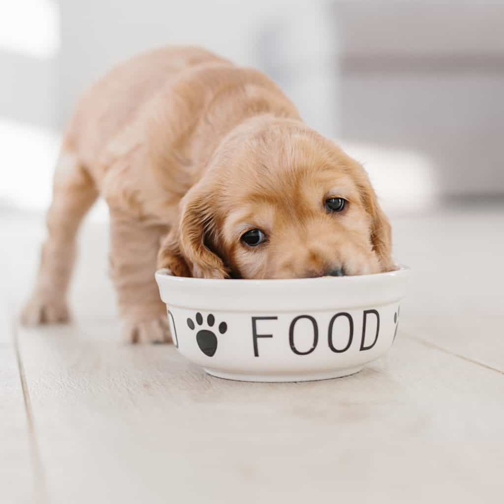 Puppy eating out of shallow bowl