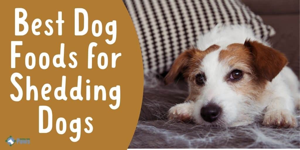 Best Dog Foods for Shedding Dogs