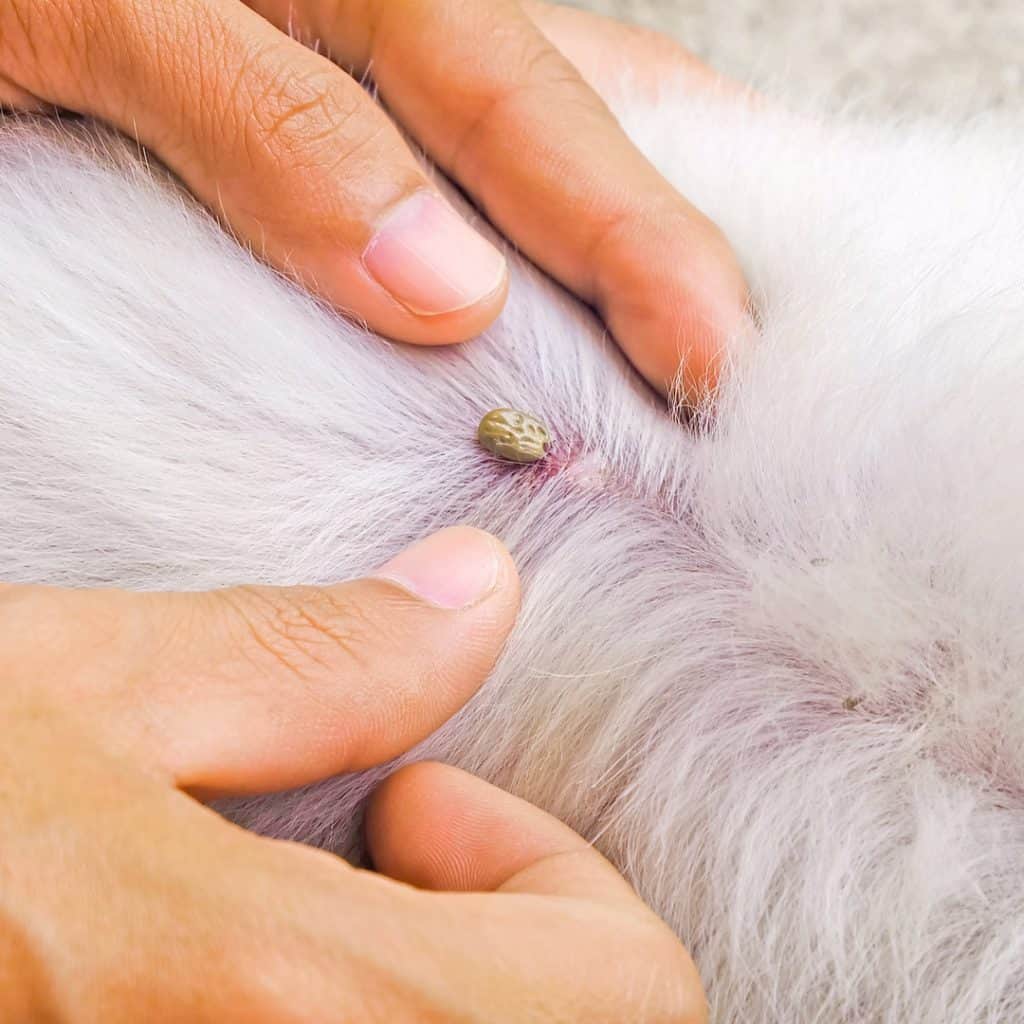 Dog tick in fur