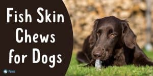 Fish Skin Chews for Dogs