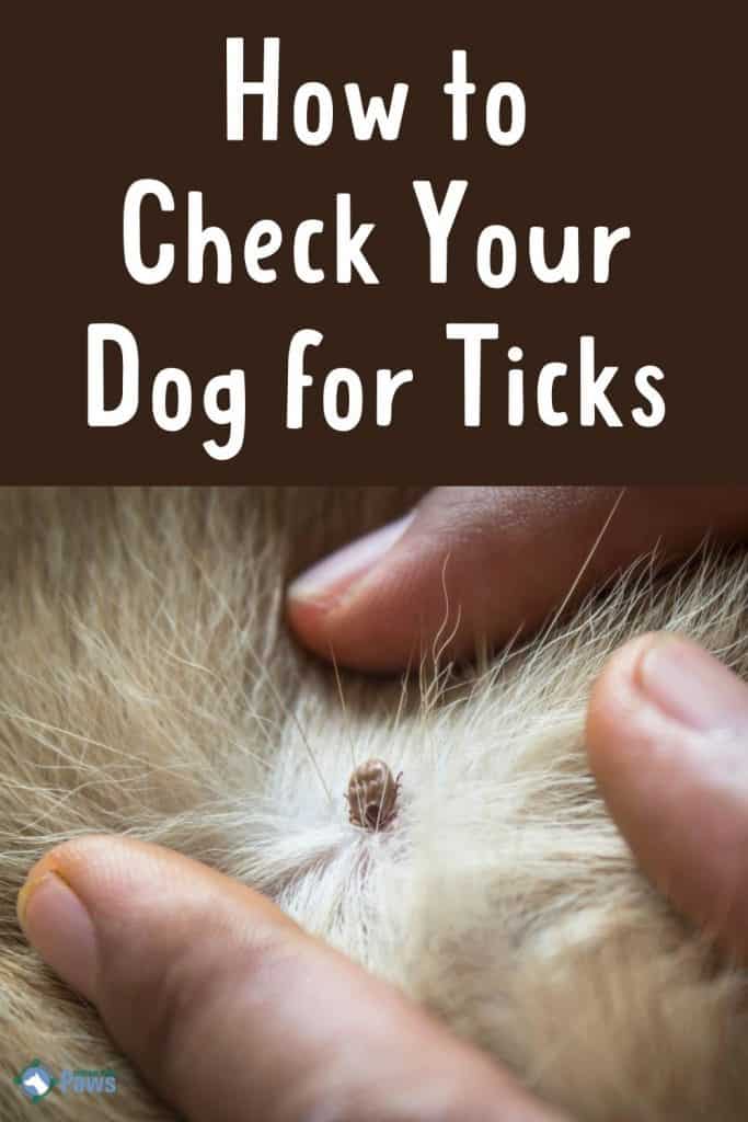 How to Check Your Dog for Ticks - Pinterest