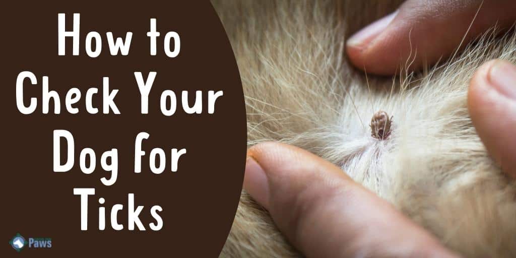 How to Check Your Dog for Ticks