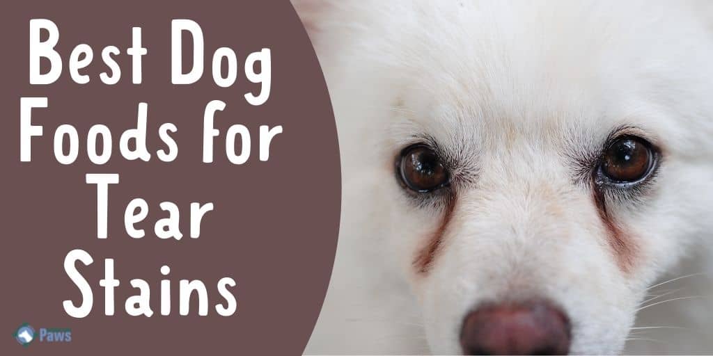 The Best Dog Foods for Tear Stains
