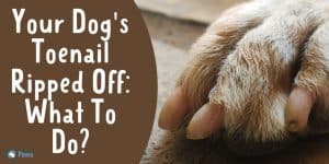 Your Dog's Toenail Ripped Off What To Do