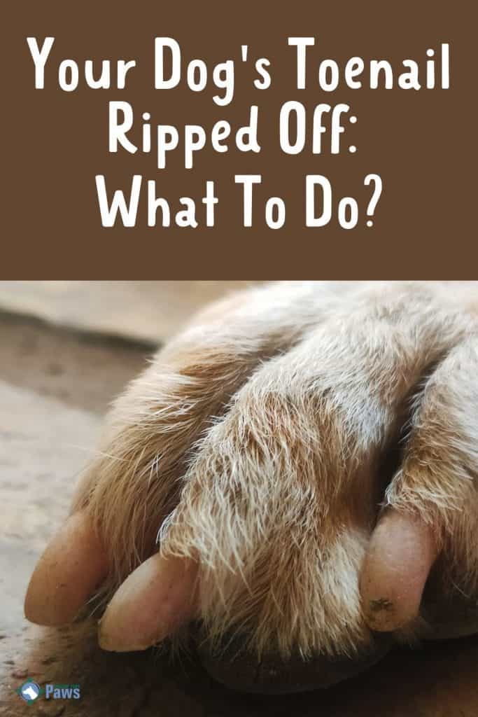 Your Dog's Toenail Ripped Off What To Do - Pinterest Pin