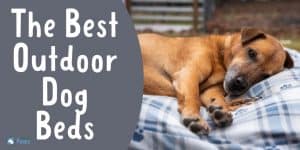 Best Outdoor Dog Beds for Outside Dogs