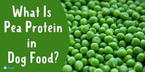 What Is Pea Protein in Dog Food - Is it Safe or Good for Dogs