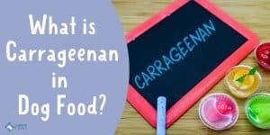 What is Carrageenan in Dog Food - Is it Healthy