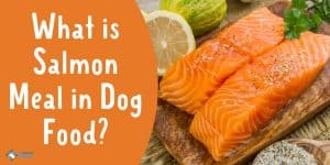 What is Salmon Meal in Dog Food - Is it Good for Dogs