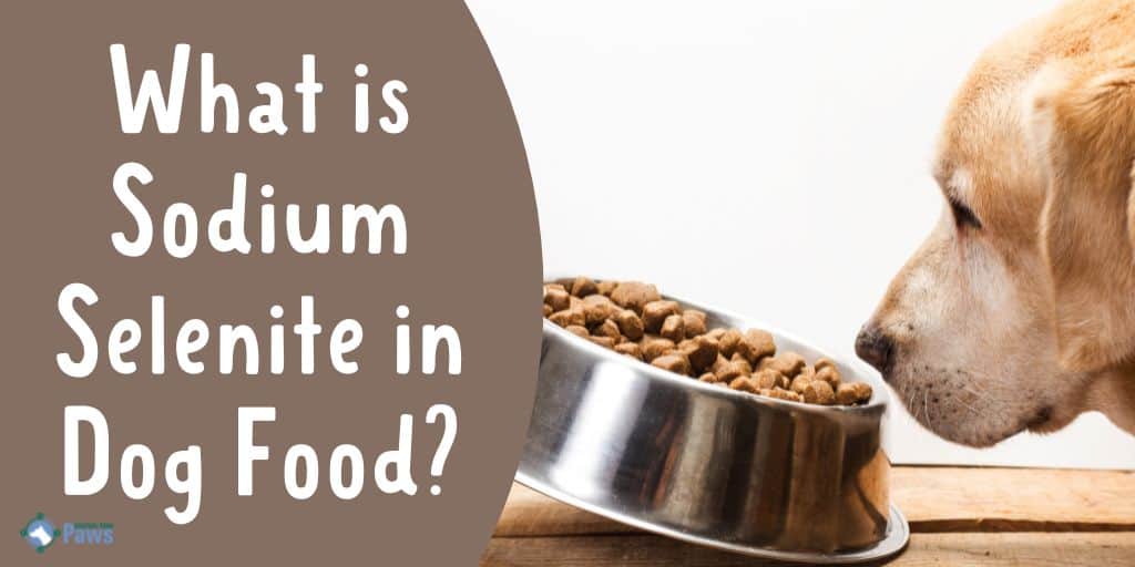 What is Sodium Selenite in Dog Food - Is it Safe for Dogs