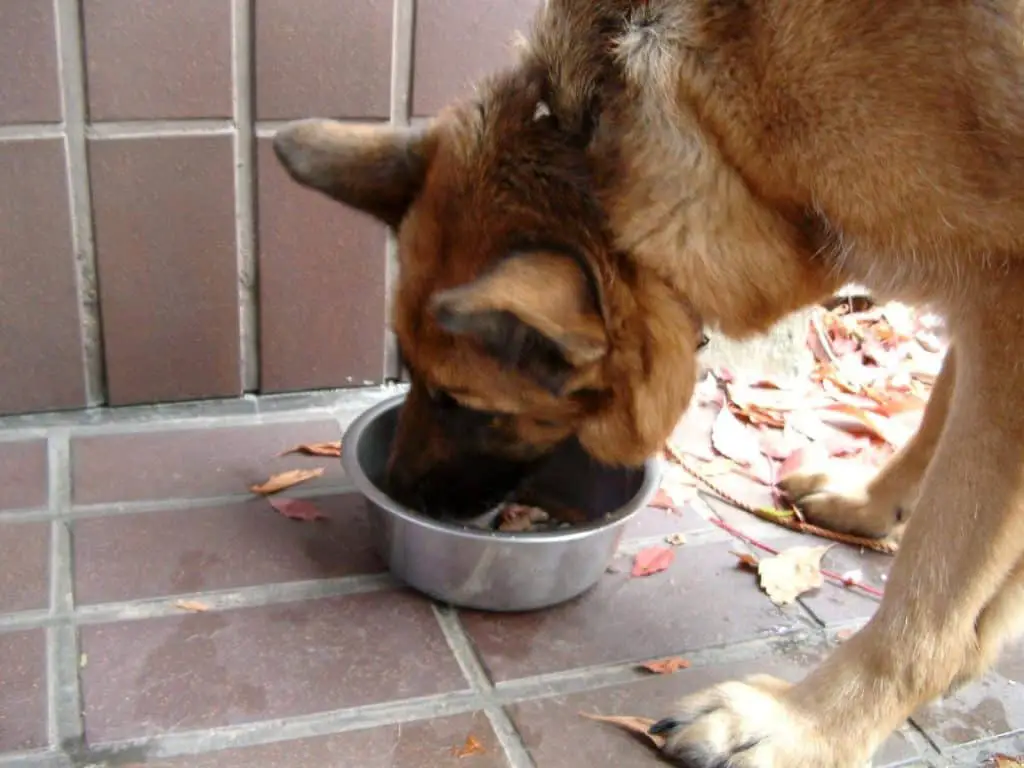 Dog eating dog food with pea protein