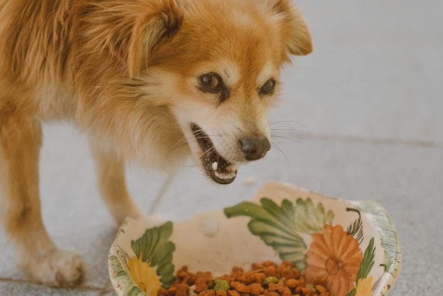 Barley in dog food