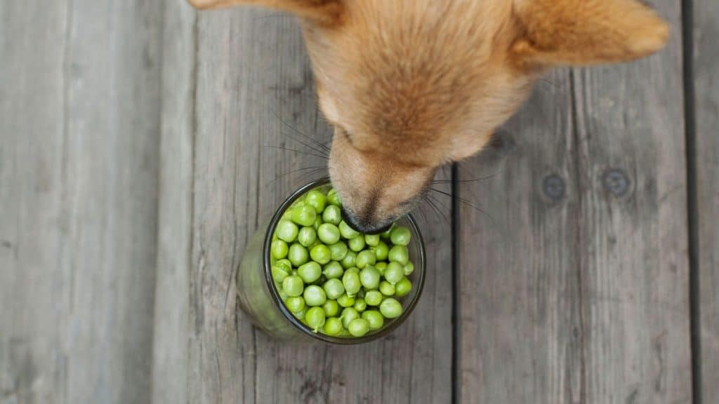 Dog eating cup of peas