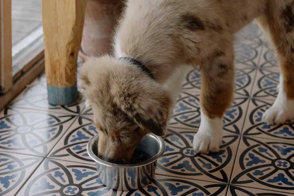 Is Salmon Meal Good for Dogs?