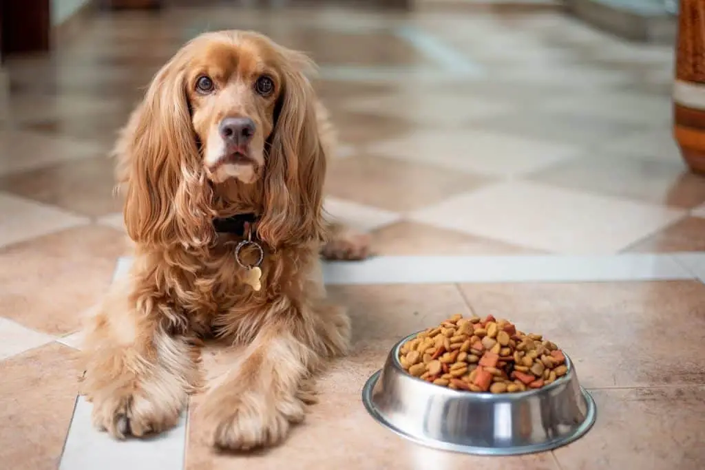 Dog with bowl of dog food with carrageenan