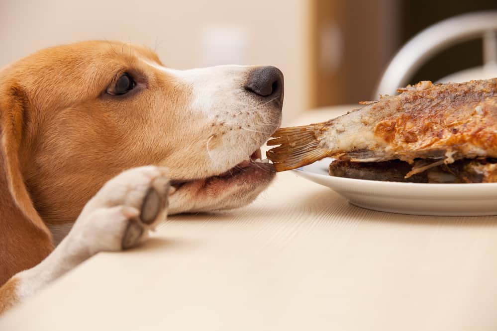 Can dogs safely chew fish skin treats healthy rawhide alternative