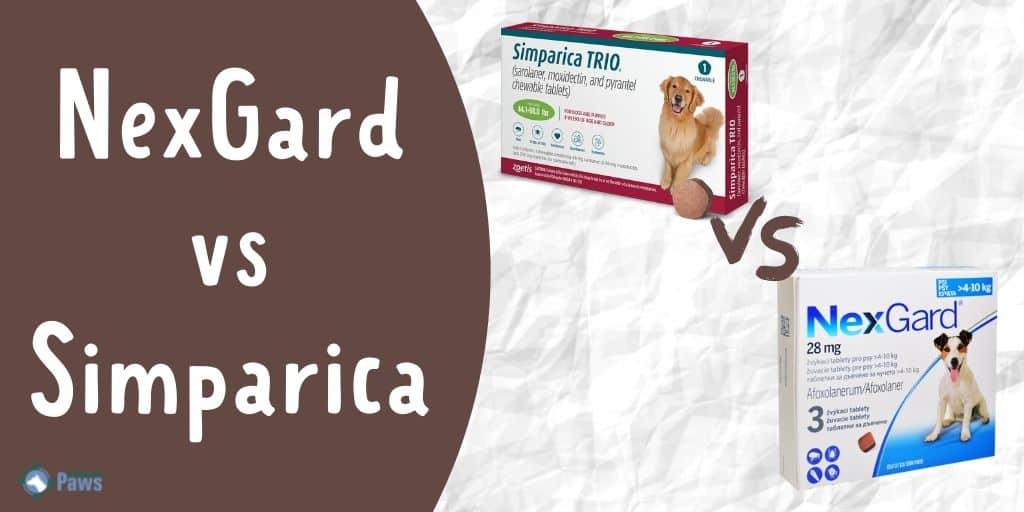 NexGard vs Simparica A Complete Comparison of the Flea Medications