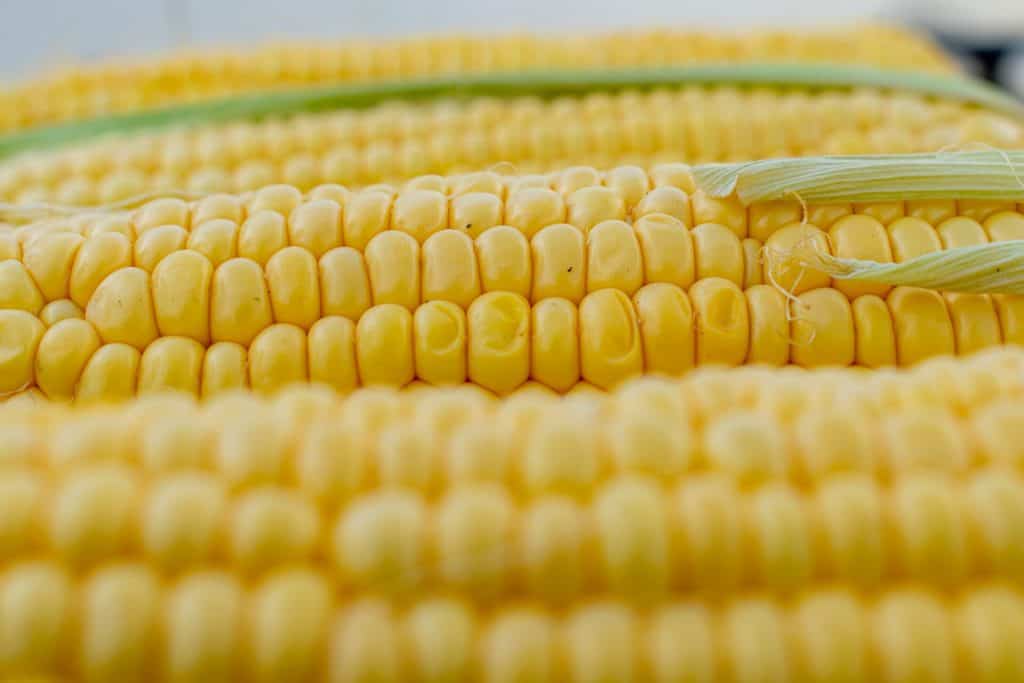 What is Corn Gluten Meal?