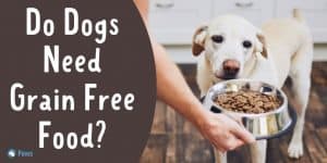 Do Dogs Need Grain Free Food - Is it Safe and Healthy