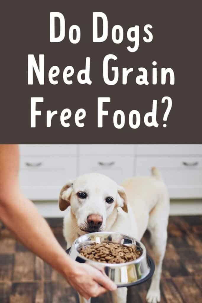 Do Dogs Need Grain Free Food - Is it Safe and Healthy - Pinterest Pin