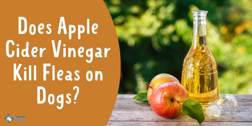 Does Apple Cider Vinegar Kill Fleas on Dogs - Safe Natural Flea Killer