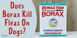 Does Borax Kill Fleas On Dogs - Is it Safe for Puppies