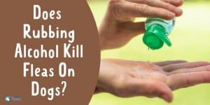 Does Rubbing Alcohol Kill Fleas On Dogs