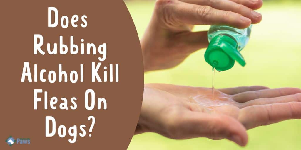 Does Rubbing Alcohol Kill Fleas On Dogs