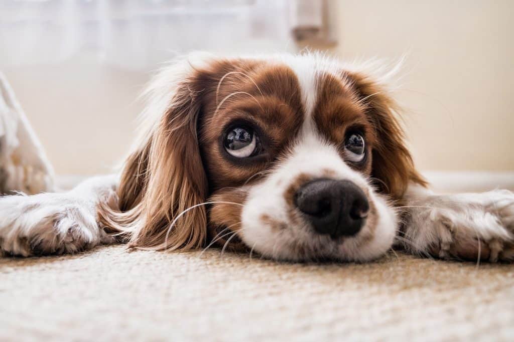 Is Guar Gum Bad for Dogs?