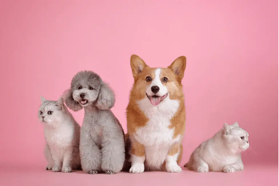 Is Apple Cider Vinegar Safe for Dogs