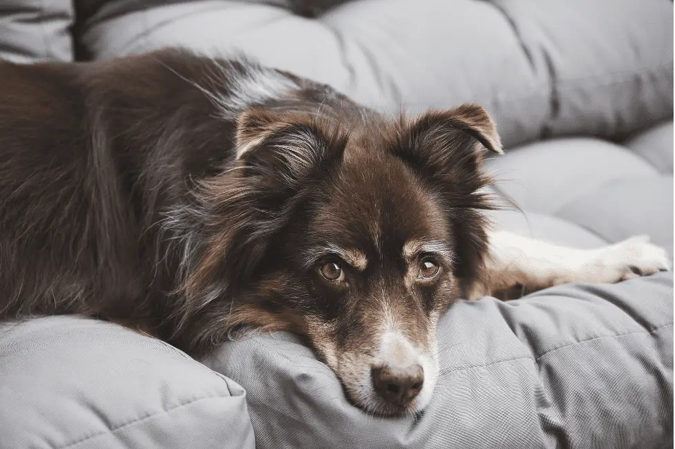 Is Borax Safe for Dogs?