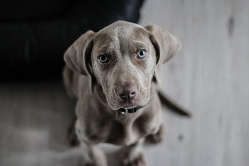 Is It Ok for Dogs to Eat Chicken Feces?