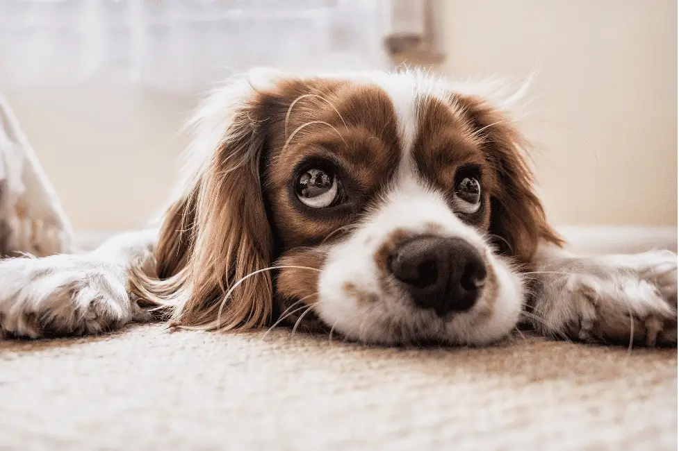 Is pyridoxine hydrochloride good safe for dogs