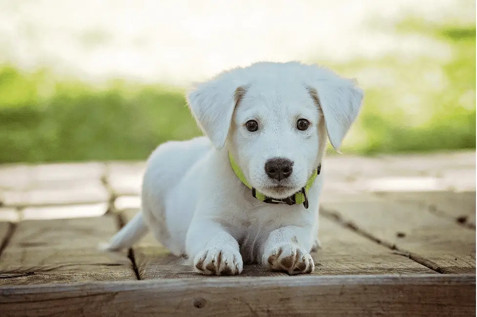 Is Selenium Yeast Bad for Dogs?