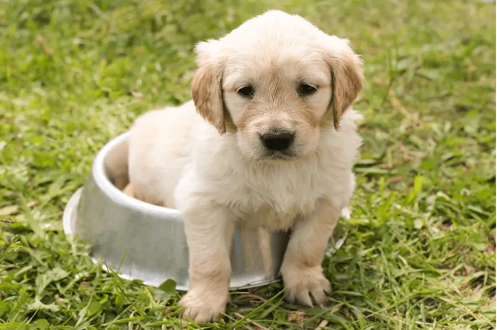 Is Soybean Meal Good for Dogs?
