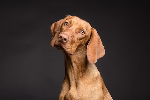 Is it Ok for Dogs to Eat Cow Feces?